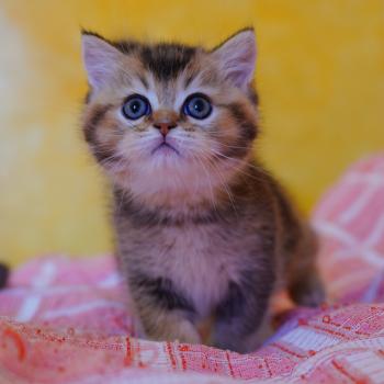 Hiroki Mâle British Shorthair