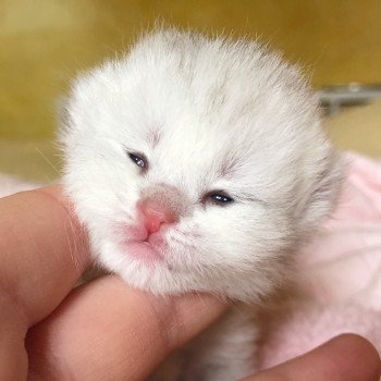 Kitten British Shorthair Ikki Chatterie Nekobaa