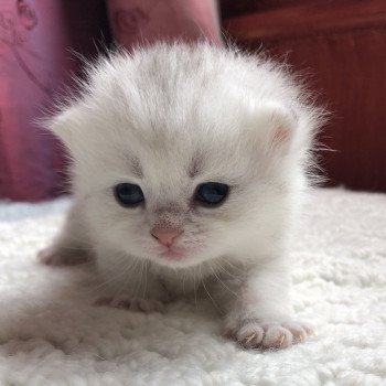 Kitten British Shorthair Ikki Chatterie Nekobaa