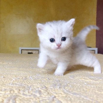 Kitten British Shorthair Ikki Chatterie Nekobaa