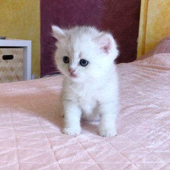 Kitten British Shorthair Ikki Chatterie Nekobaa