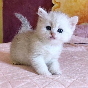 Kitten British Shorthair Ikki Chatterie Nekobaa