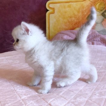 Kitten British Shorthair Ikki Chatterie Nekobaa