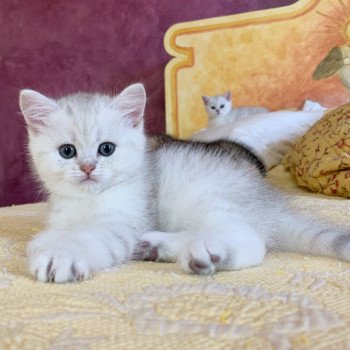 Chaton British Shorthair Ikki Chatterie Nekobaa