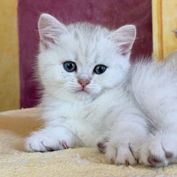 Chaton British Shorthair Ikki Chatterie Nekobaa