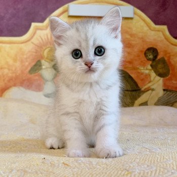 chaton British Shorthair Ikki Chatterie Nekobaa