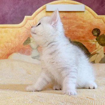 chaton British Shorthair Ikki Chatterie Nekobaa