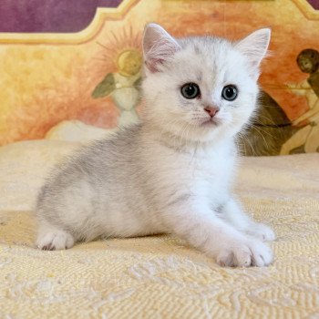 chaton British Shorthair Ikki Chatterie Nekobaa