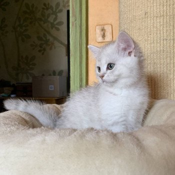 chaton British Shorthair Ikki Chatterie Nekobaa