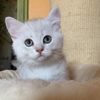 chaton British Shorthair Ikki Chatterie Nekobaa