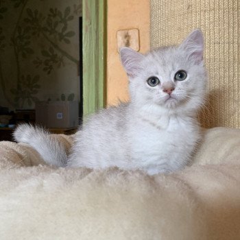 chaton British Shorthair Ikki Chatterie Nekobaa