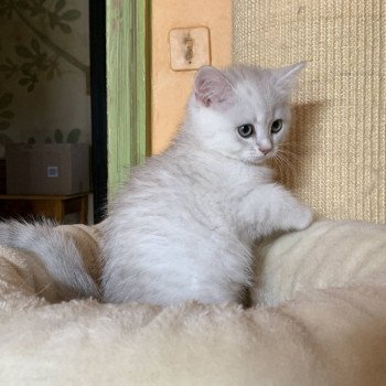 chaton British Shorthair Ikki Chatterie Nekobaa