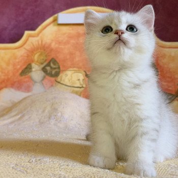 chaton British Shorthair Ikki Chatterie Nekobaa