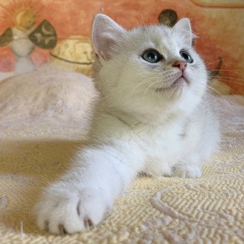 chaton British Shorthair Ikki Chatterie Nekobaa