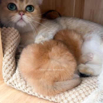 chaton British Shorthair Inoko Chatterie Nekobaa
