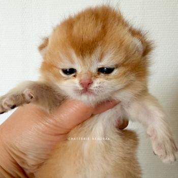 Inoko Femelle British Shorthair