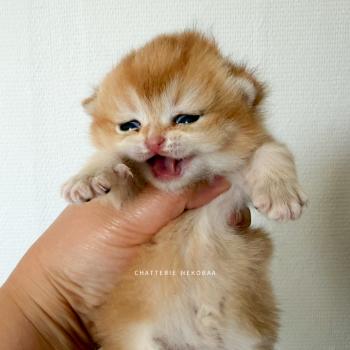 chaton British Shorthair Inoko Chatterie Nekobaa