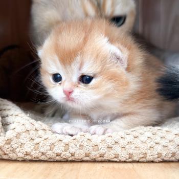 chaton British Shorthair Inoko Chatterie Nekobaa