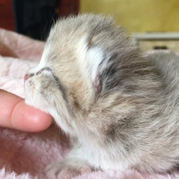 Kitten British Shorthair Isamu Chatterie Nekobaa