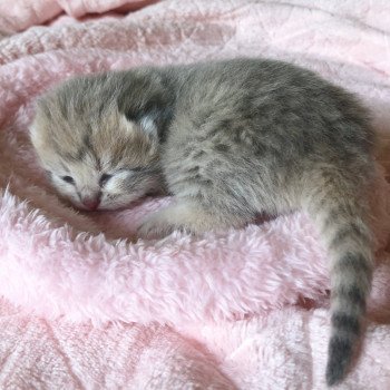 Kitten British Shorthair Isamu Chatterie Nekobaa