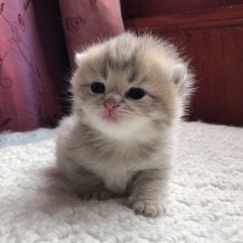 Kitten British Shorthair Isamu Chatterie Nekobaa