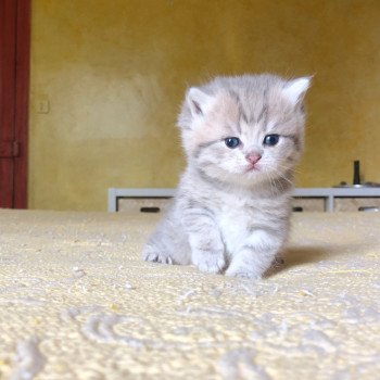 Kitten British Shorthair Isamu Chatterie Nekobaa