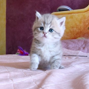 Kitten British Shorthair Isamu Chatterie Nekobaa