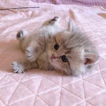 Kitten British Shorthair Isamu Chatterie Nekobaa