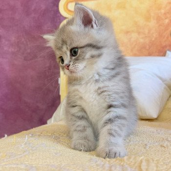 Kitten British Shorthair Isamu Chatterie Nekobaa