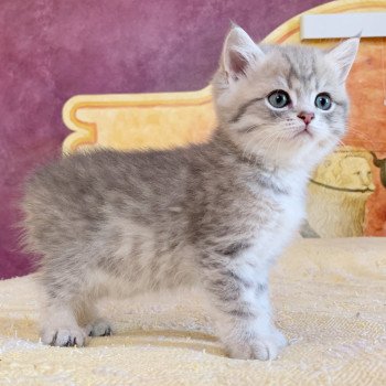 chaton British Shorthair Isamu Chatterie Nekobaa