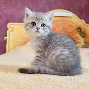 chaton British Shorthair Isamu Chatterie Nekobaa