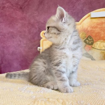 chaton British Shorthair Isamu Chatterie Nekobaa