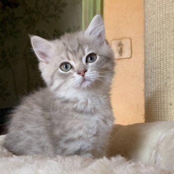 chaton British Shorthair Isamu Chatterie Nekobaa