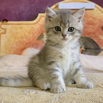 chaton British Shorthair Isamu Chatterie Nekobaa