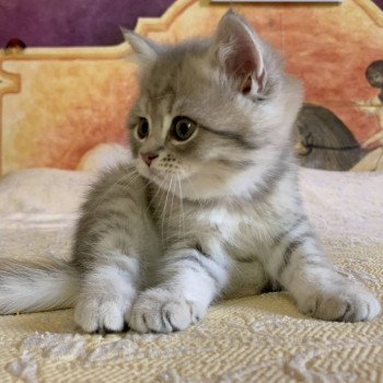 chaton British Shorthair Isamu Chatterie Nekobaa