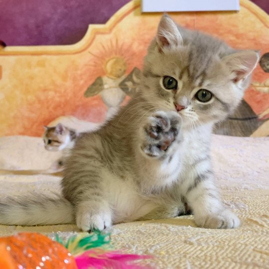 Isamu, chaton British Shorthair blue golden shaded Isamu, chaton British Shorthair blue golden shaded