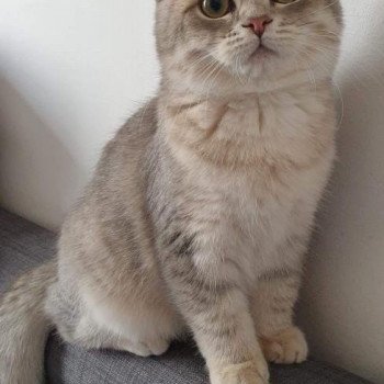 chaton British Shorthair blue golden shaded Isamu Chatterie Nekobaa