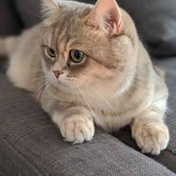 chaton British Shorthair blue golden shaded Isamu Chatterie Nekobaa