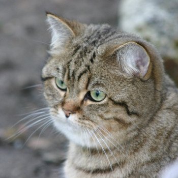 chaton British Shorthair brown mackerel tabby Itachi Chatterie Nekobaa