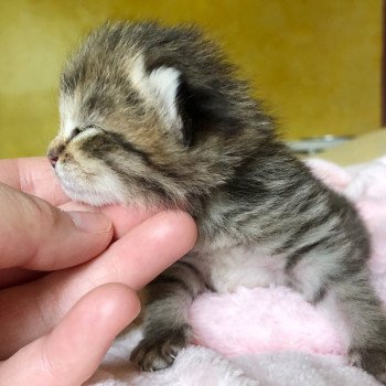 Kitten British Shorthair Itachi Chatterie Nekobaa