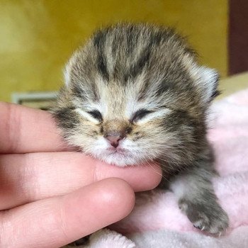 Kitten British Shorthair Itachi Chatterie Nekobaa