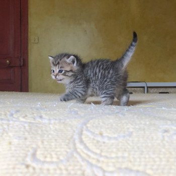 Kitten British Shorthair Itachi Chatterie Nekobaa