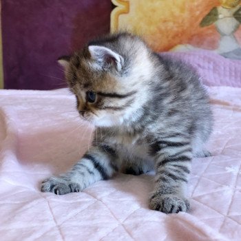 Kitten British Shorthair Itachi Chatterie Nekobaa