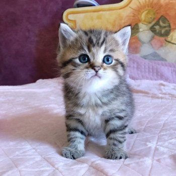 Kitten British Shorthair Itachi Chatterie Nekobaa