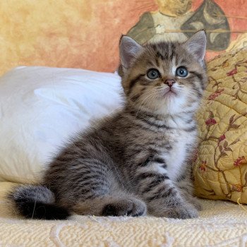 Kitten British Shorthair Itachi Chatterie Nekobaa