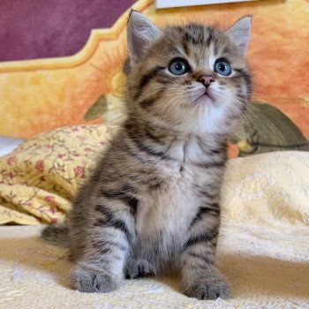 Kitten British Shorthair Itachi Chatterie Nekobaa