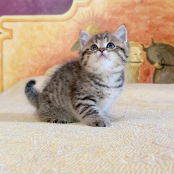 chaton British Shorthair Itachi Chatterie Nekobaa