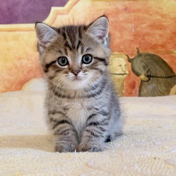 chaton British Shorthair Itachi Chatterie Nekobaa