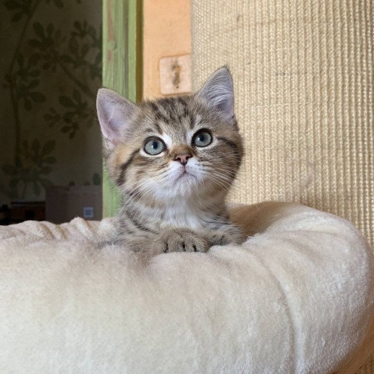 Itachi Mâle British Shorthair