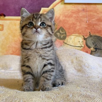 chaton British Shorthair Itachi Chatterie Nekobaa